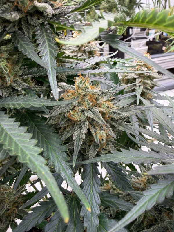 Instagram Big Bud Auto