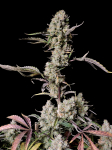 Instagram Gorilla Z Auto