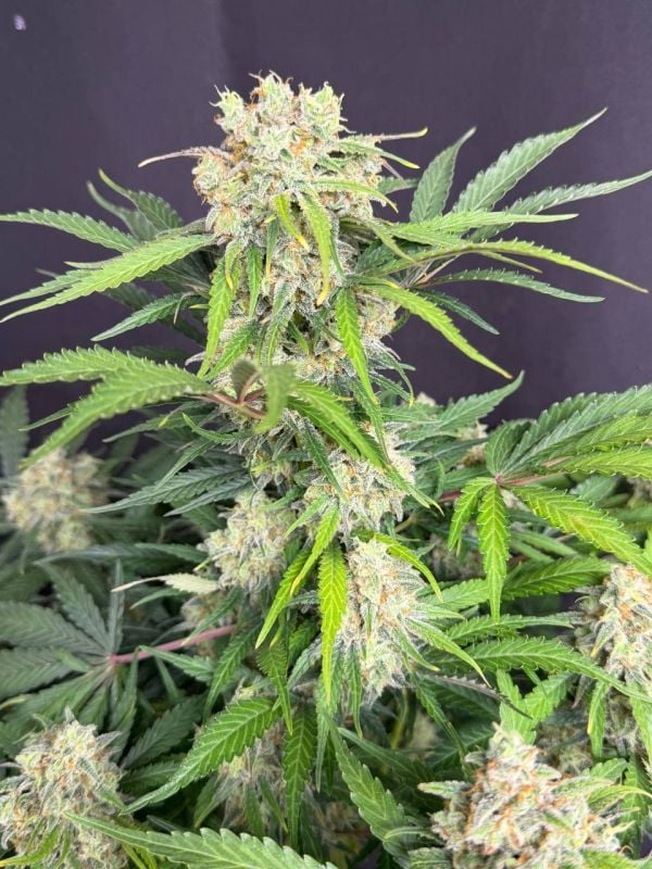 Instagram Moby Dick Auto