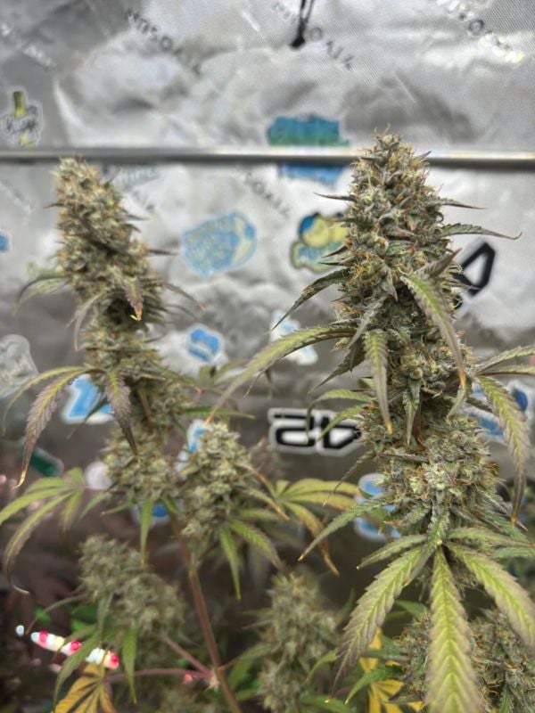 Instagram GMO Auto