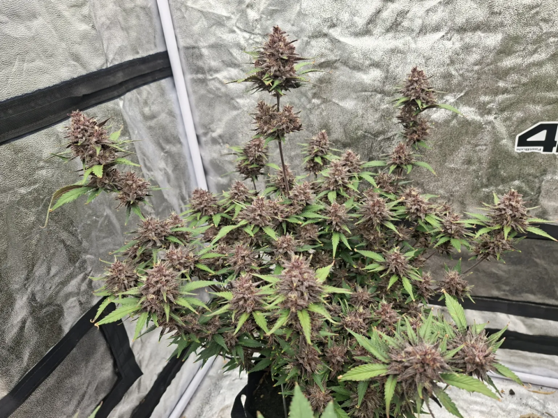 Instagram Banana Purple Punch Auto RF3
