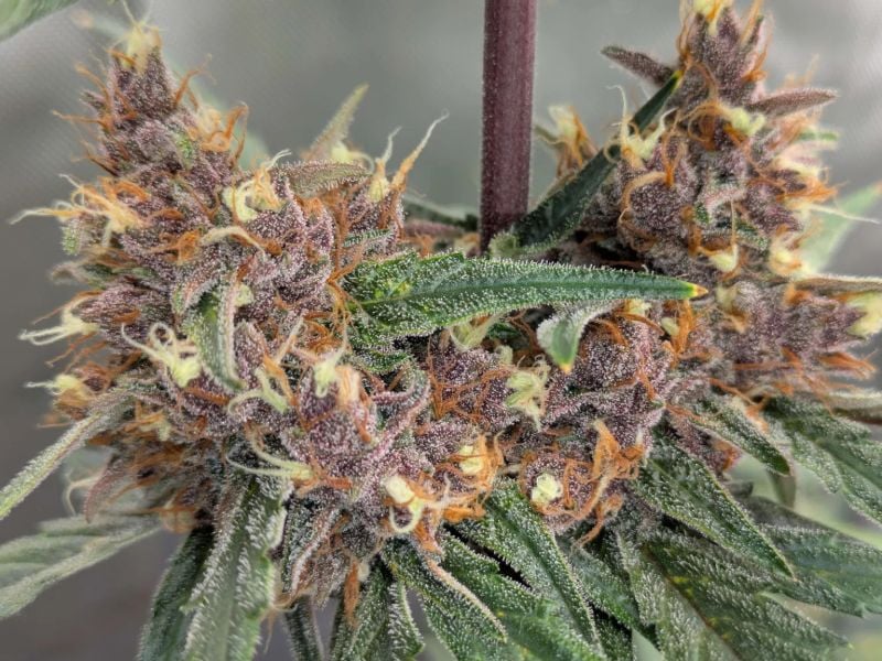 Instagram Guava Auto RF3