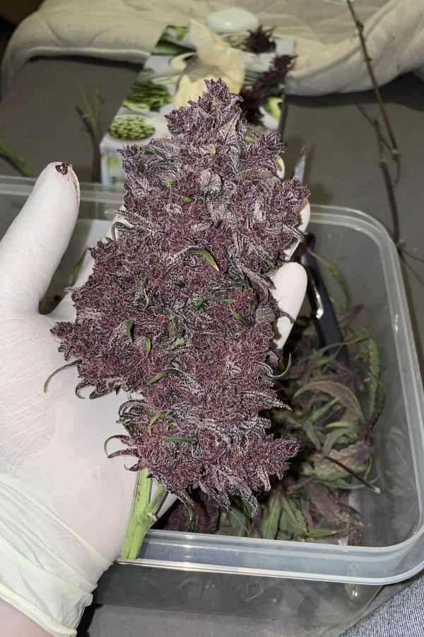 Instagram AUTO | Purple Lemonade Auto