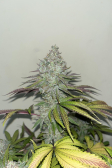 Instagram Papaya Sherbet™