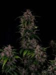 Instagram Banana Purple Punch Auto RF3™