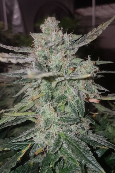 Instagram Stardawg Auto