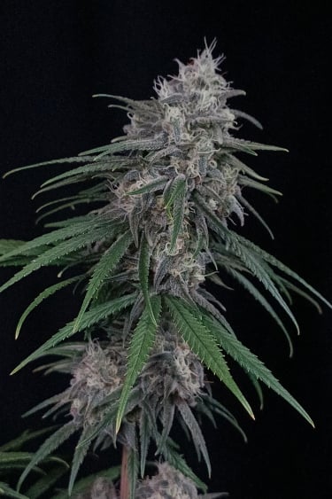 Instagram Wedding Cheesecake FF