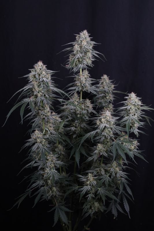 Instagram Garlic Mint Sherbet Auto