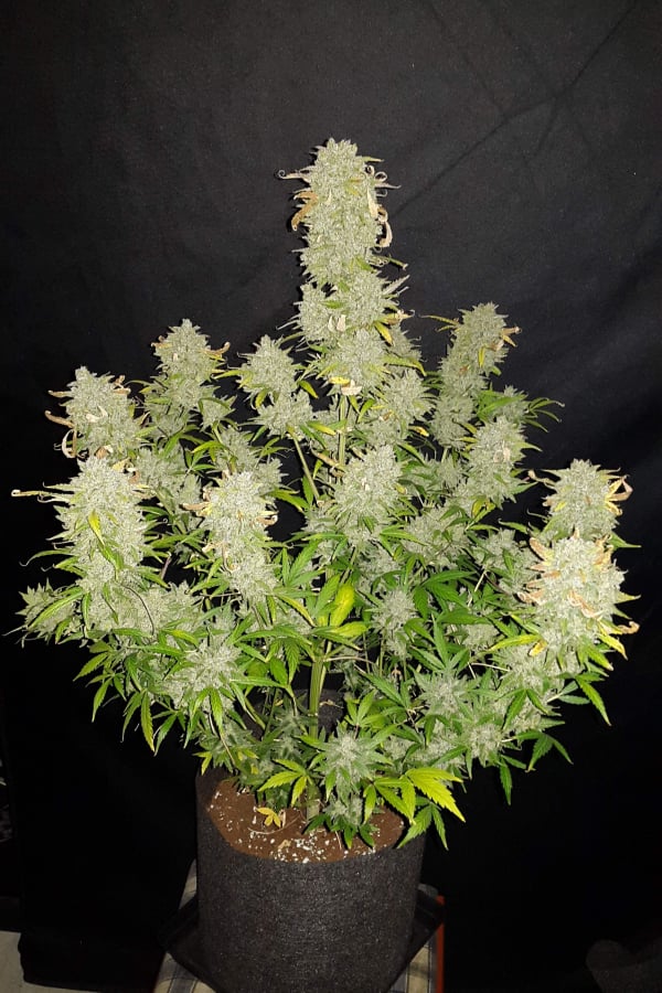 Amnesia Haze Auto Cannabis Seeds – Buy Amnesia Haze Weed Strain, Review ...