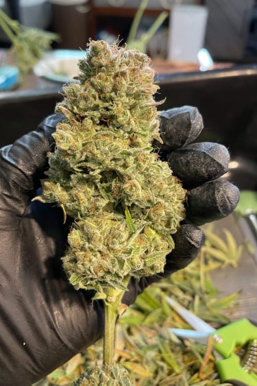 Instagram Gorilla Cookies Auto