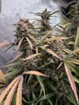 Instagram Pound Cake Auto™