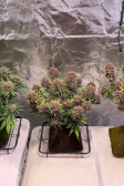 Instagram Banana Purple Punch Auto
