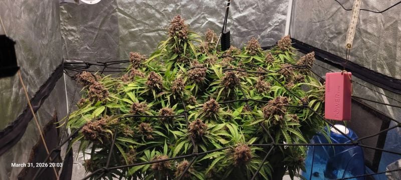 Instagram Purple Haze Auto