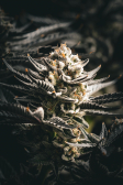 Instagram Gorilla Cookies FF