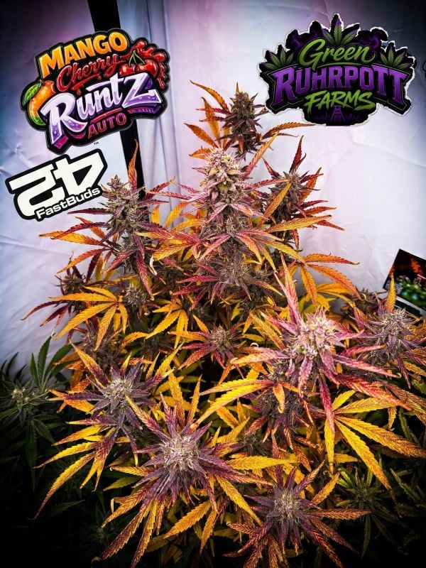 AUTO | Mango Cherry Runtz Auto™