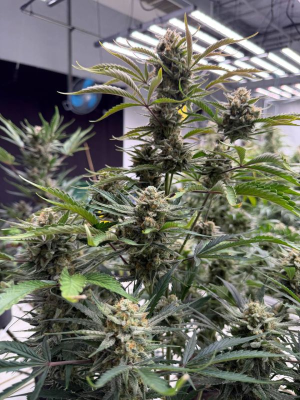 Instagram Sour Diesel Auto