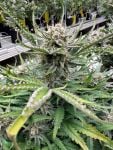 Instagram White Widow Auto