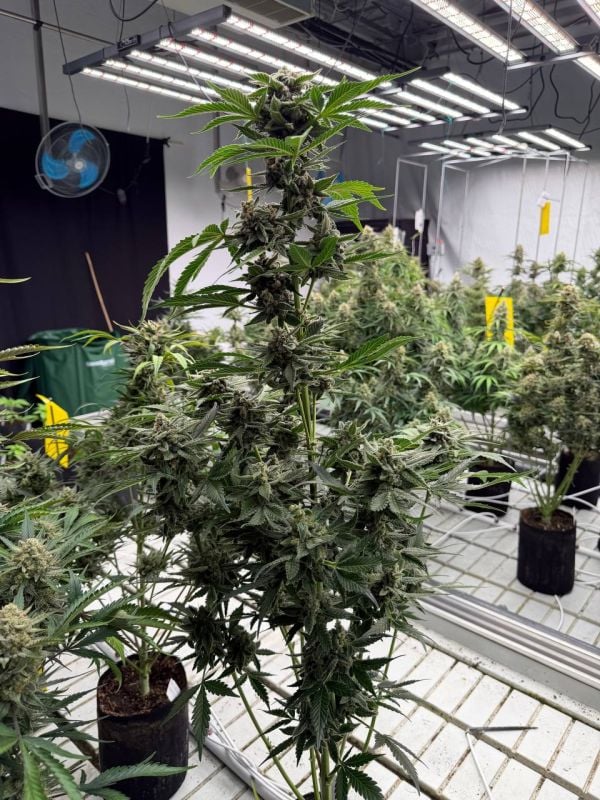 Instagram Sour Diesel Auto