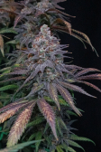 Instagram Tropicana Cookies FF