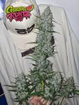 Instagram Guava Runtz Auto™