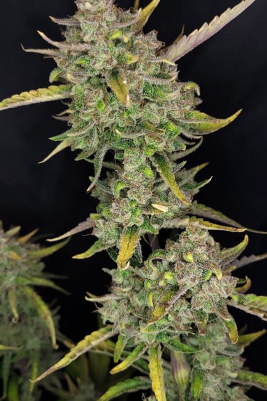 Instagram Guava Auto