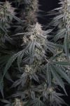 Instagram Garlic Mint Sherbet Auto™