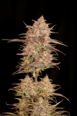 Instagram Papaya Cookies Auto™