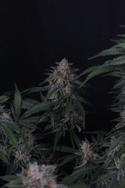 Instagram GMO Auto