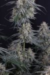 Instagram Garlic Mint Sherbet Auto™