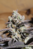 Instagram Biscotti Gelato™