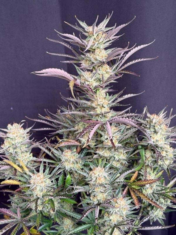 Instagram Blueberry Auto