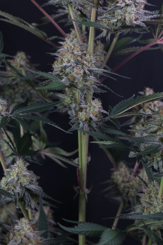 Instagram Lemon Tree Auto