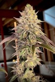 Instagram Papaya Sherbet™