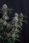Instagram Lemon Cherry Sundae Auto™