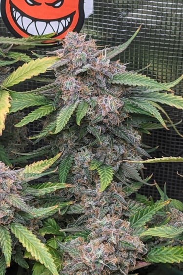 Instagram West Coast OG Auto