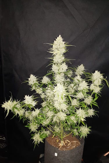 Instagram Amnesia Haze Auto