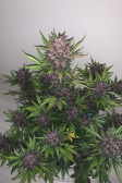 Instagram Blackberry Auto