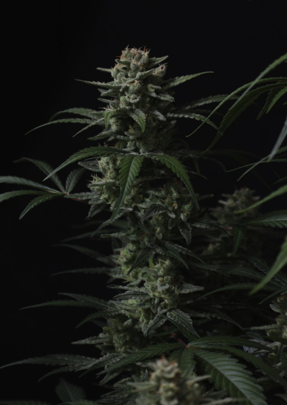 Instagram Cherry Cookies Trial Pack