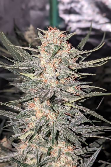 Instagram Cheese Auto