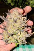 Instagram Strawberry Gorilla Auto