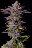 Instagram Tropicana Cookies FF