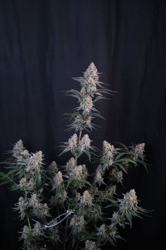 Instagram Guava Sundae Auto