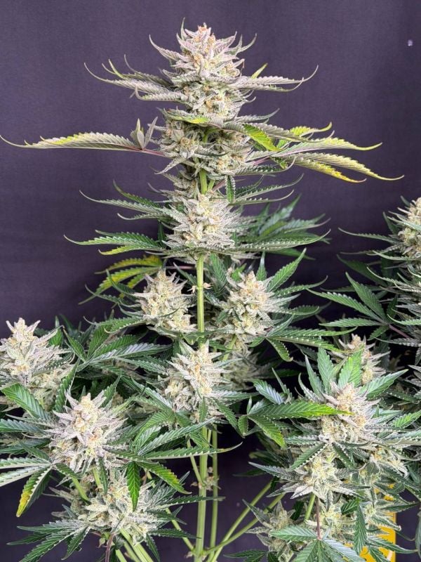Instagram BubbleGum Auto