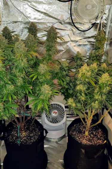 Instagram Gorilla Auto