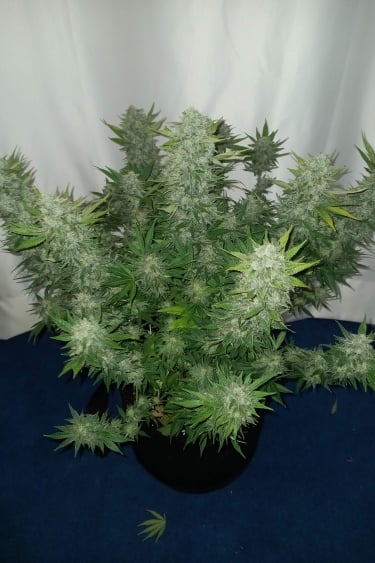 Instagram Girl Scout Cookies Auto