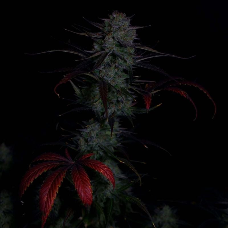 Instagram Banana Guava Auto