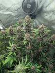 Instagram LSD-25 Auto