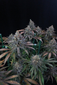 Instagram Tropicana Cookies FF