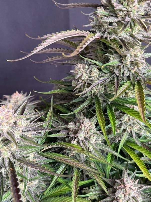 Instagram Blueberry Auto