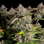Instagram Mendo Frost Auto™